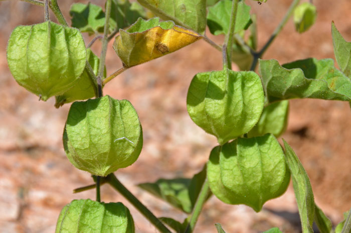 Ivyleaf Groundcherry has “lantern” like husks that are sepals that continue to grow as the fruit matures. Some of the plants in Physalis are sometimes call “Chinese Lanterns”. Physalis hederifolia